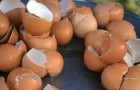 Learn how to make your own pure calcium from eggshells!