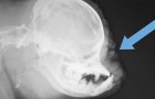 Dit is een röntgenfoto van een mopshond en roept veel vragen op
