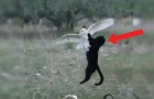 Video de Buhos