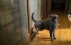A very polite cat knocks on the door 