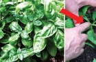 Der Trick eines Bauern: Wie man aus der Basilikum-Pflanze einen dichten Busch macht