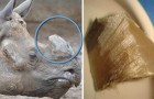 Meglio mutilati che morti: ecco la paradossale decisione di alcuni zoo per proteggere i rinoceronti