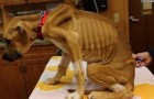 A dog that was just skin and bones makes a miraculous recovery!