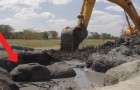 Dit olifantje zat 12 uur vast in de modder: dit zijn de dramatische reddingsbeelden