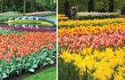 7 milioni di bulbi in fiore: scoprite cosa accade in questa città olandese quando arriva la primavera