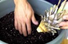 Wie man die Ananaspflanze dank dem Blattschopf in einem Blumentopf anpflanzt
