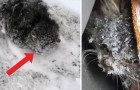 Draußen herrschen -18° als ein Mann ein Katze im Schnee bemerkt: sein Einsatz rettet sie vor dem Erfrieren