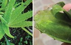L' incroyable versatilité de l'aloe vera: découvrez les nombreuses utilisations de cette plante succulente