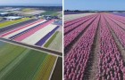 Holanda: todo el espectaculo de sus flores legendarias como no lo han visto nunca en la vida