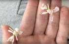 Vous pensez que ce sont des fleurs d'orchidées? Un regard plus attentif vous révélera la vérité