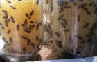 Fissa dei barattoli sulla cassetta delle api: ecco il modo più semplice per raccogliere il miele fresco