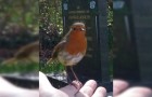 While praying at the cemetery for her deceased son, this woman was visited by a robin