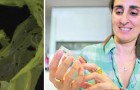 Una biologa italiana scopre per caso un bruco in grado di mangiare la plastica