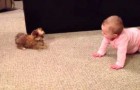 La bambina e il cucciolo si incontrano: il modo in cui comunicano è sorprendente!