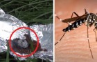 Last van muggen en wespen? Probeer deze remedie die rechtstreeks uit Libanon komt!