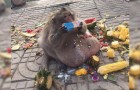 Uncle Fatty, la scimmia obesa che ci mostra i pericoli del cibo umano