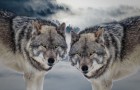 La parabole des deux loups, une histoire transmise par les tribus amérindiennes