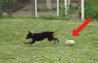 Video Conigli