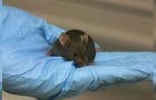 Scoperta la formula che inverte l'invecchiamento del DNA nei topi