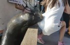 Het angstaanjagende moment waarop een zeeleeuw een meisje het water in trekt!