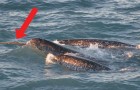 Een drone filmt een groep tandwalvissen en ontdekt wat de lange hoorn op hun hoofd kan! 