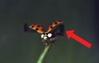 Ein Marienkäfer beim Abflug: diese Zeitlupenaufnahme ist unfassbar spektakulär