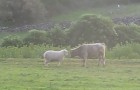 Das Schaf fordert den jungen Stier heraus: ihr Duell ist eher niedlich als erschreckend