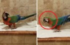 Video Pappagalli