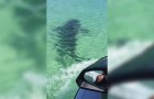 Vídeo de Tubarões