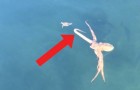 Den desperata flykten från en krabba förföljd av en jätte bläckfisk