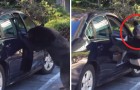 Avvistano un orso in strada ma è ciò che avviene dopo a lasciarli esterrefatti