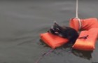 L'Orsetto lavatore sta affogando, ma i passeggeri della barca sanno come salvargli la vita