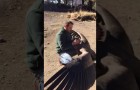 En kondor flyger ner från bergen för att hälsa på mannen som räddade hans liv