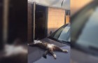 De motorkap van de auto is warm: deze kat maakt hier op een vreemde manier gebruik van!
