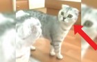 Watch and witness the moment when a cat finally realizes it is ... a cat!