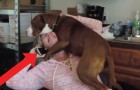 Questo cane è stato appena salvato da un canile... Guardate cosa fa mentre la padrona telefona