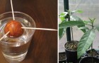 Hoe groeit een avocado plant in huis met een pit van het fruit