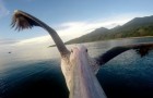 Pelican learns to fly