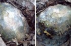 Er repariert den Panzer einer Schildkröte mit Glasfaser und entlässt sie in die Natur: 2 Jahre später ist sie immer noch in bester Gesundheit
