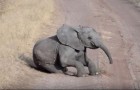 Der kleine Elefant tollt mitten auf der Straße herum, aber die Mutter reagiert...wie eine wahre Mutter!