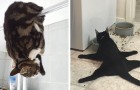 28 photos hilarantes de chats qui font des choses absurdes pour la joie de nous tous