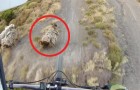 A weird event! --- a mountain biker almost lands on a sheep!