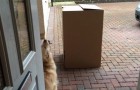 Elle ne voit pas son chien depuis longtemps: quand il sort de la boîte, la joie est irrépressible! 