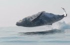 Video Video's van Walvissen Walvissen