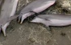 Questi delfini non sono morti, stanno 
