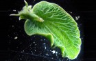 Non è una foglia ma una lumaca, ed è l'unico animale al mondo che produce clorofilla