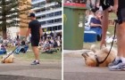 Il cane si finge morto per non andare via dal parco: la strategia sembra essere perfetta