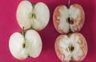 Une maîtresse apporte 2 pommes en classe et explique aux enfants ce qu'est le harcèlement scolaire.