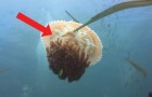 I predatori sono in agguato, ma il modo in cui questa medusa protegge i pesci ha lasciato tutti senza parole