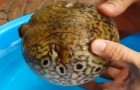 How puffer fish protects itself